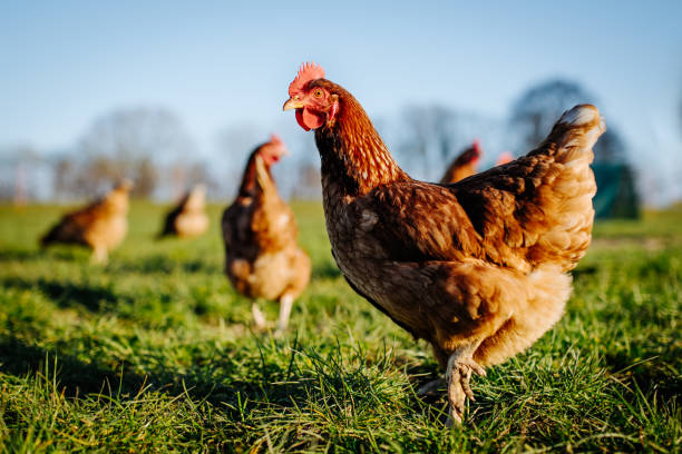 Live Native Chicken (Khmer Breed)