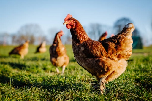 Live Native Chicken (Khmer Breed)